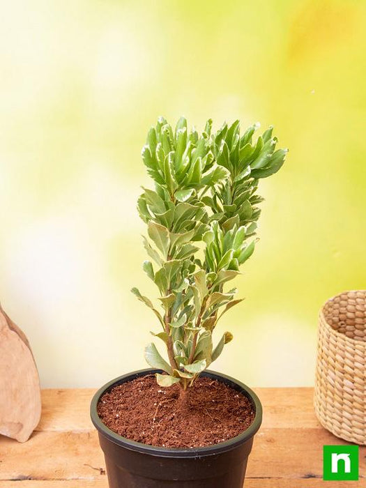 pittosporum indoor plant Buy Pittosporum tobira variegata