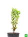 pittosporum tobira variegata - plant