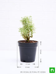 aralia miniature white - plant