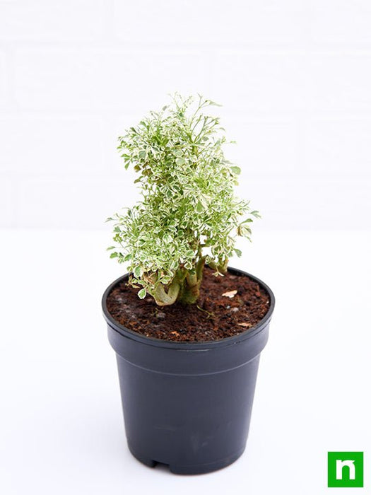 indoor plant with small green and white leaves Buy Aralia Miniature White