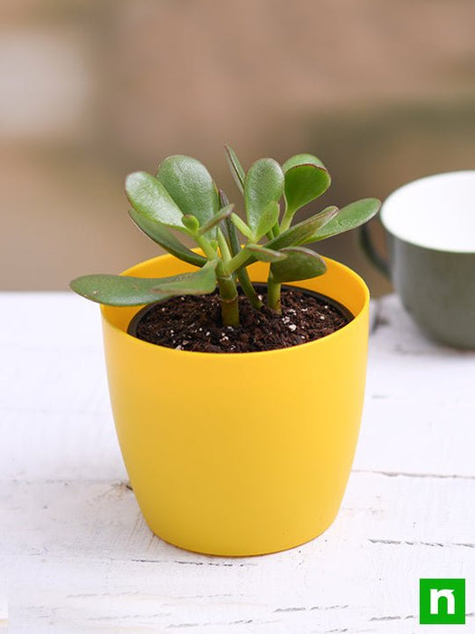 How to Care for Jade Plants - Jade Plant Care Tips