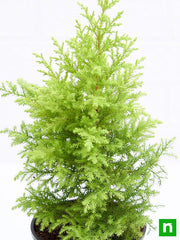 cypress golden - plant