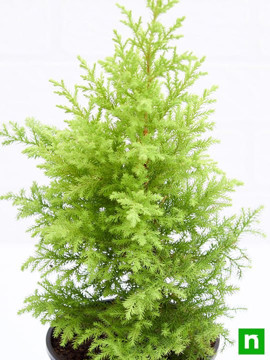cypress golden - plant