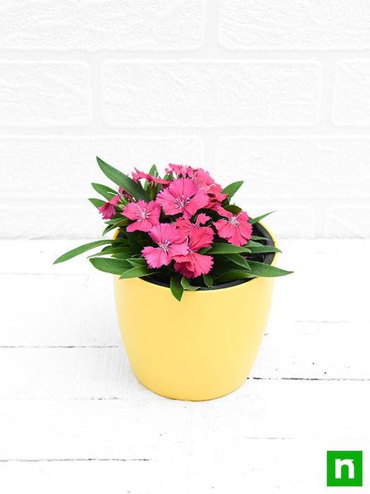 dianthus (dark pink) - plant