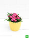 dianthus (dark pink) - plant