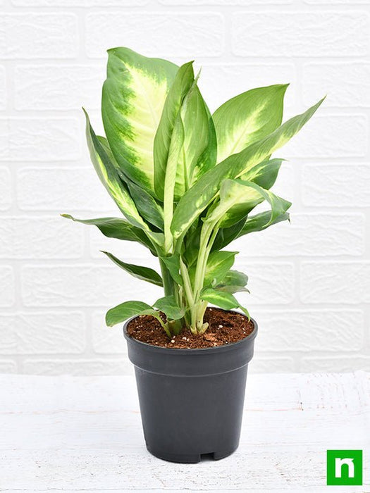dieffenbachia maculata benefits Buy Dieffenbachia Maculata