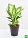 dieffenbachia maculata - plant