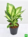 dieffenbachia maculata - plant