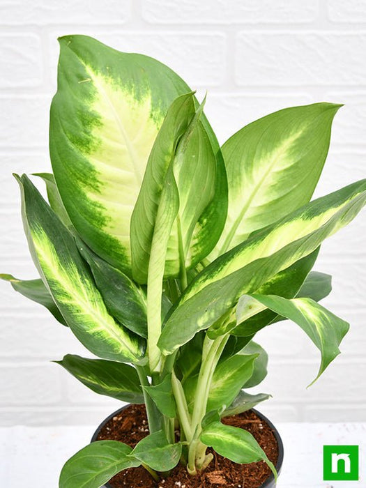 dieffenbachia maculata 'summer style' Buy Dieffenbachia Maculata