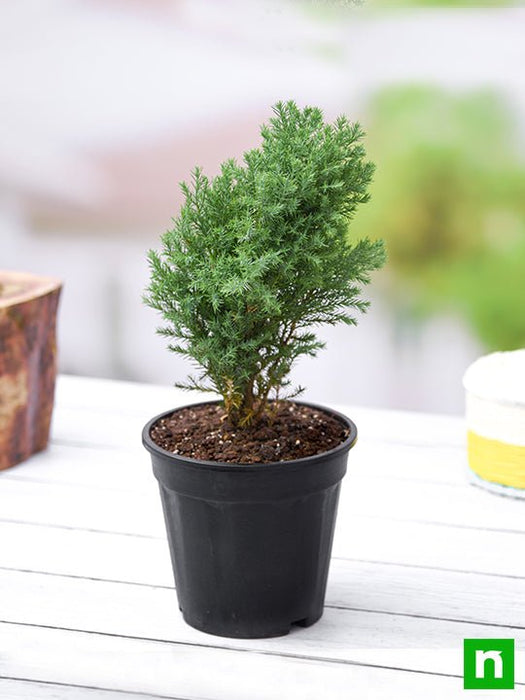 juniper plant indoor Buy Juniper, Juniperous Erecta