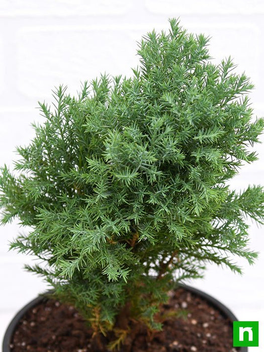 juniper - plant