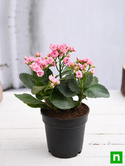 kalanchoe (light pink) - plant