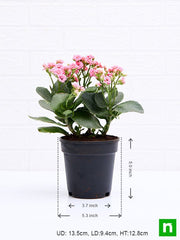 kalanchoe (light pink) - plant