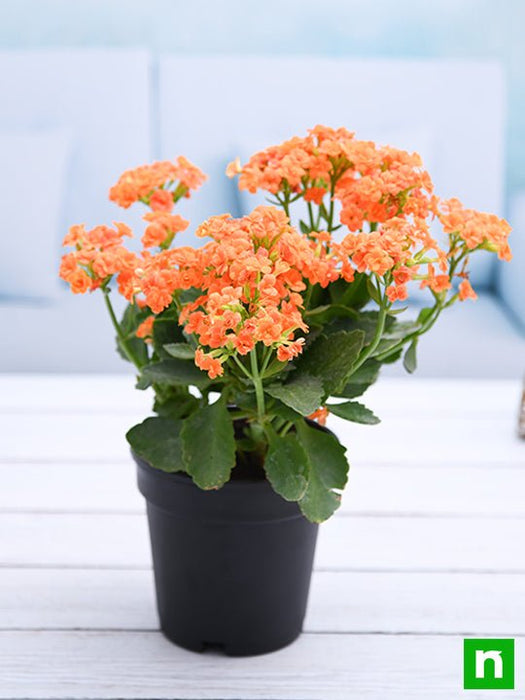 succulent orange Buy Kalanchoe (Orange)
