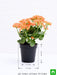 kalanchoe (orange) - plant