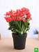 kalanchoe (red) - plant