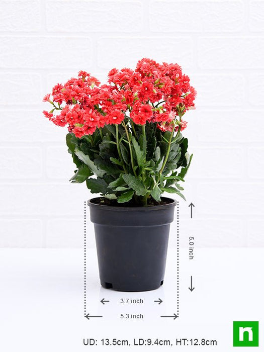 kalanchoe (red) - plant