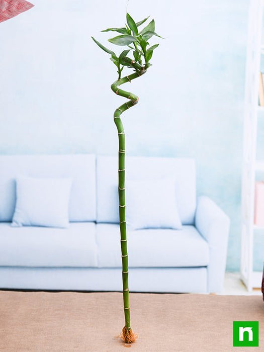spiral lucky bamboo care Buy 60 cm Spiral Stick Lucky Bamboo Plant online from Nurserylive at lowest price