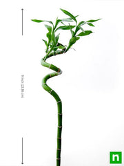 60 cm spiral stick lucky bamboo plant - plant