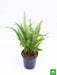 nephrolepis exaltata (green) fern - plant