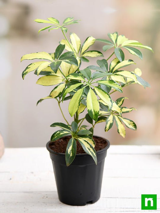 money tree vs schefflera Buy Schefflera Variegated