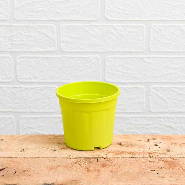 yellow plastic plant pots Buy 6 inch (15 cm) Grower Round Plastic Pot (Lime Yellow) (set of 6) online from Nurserylive at lowest price
