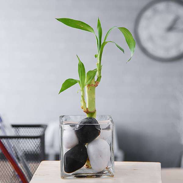 Lucky Bamboo Stalk (A Symbol of Commitment) Gift Plant