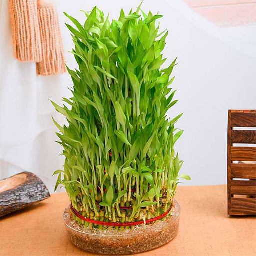 10 layer lucky bamboo plant in a bowl - plant