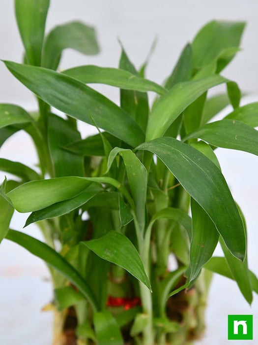 2 layer lucky bamboo Buy 2 Layer Lucky Bamboo Plant in a Bowl online from Nurserylive at lowest price