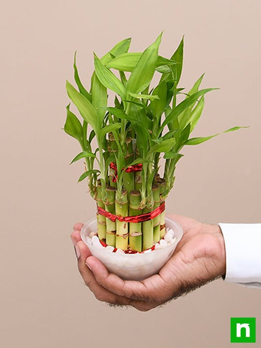 2 layer lucky bamboo plant in a bowl with pebbles - plant