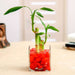 2 lucky bamboo stalks (a symbol of love) - plant