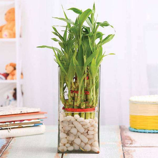 lucky bamboo pebbles Buy 3 Layer Lucky Bamboo in a Glass Vase with Pebbles online from Nurserylive at lowest price