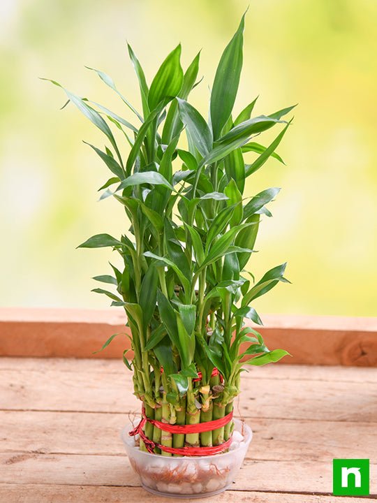 3 layer lucky bamboo plant Buy 3 Layer Lucky Bamboo Plant in a Bowl online from Nurserylive at lowest  price