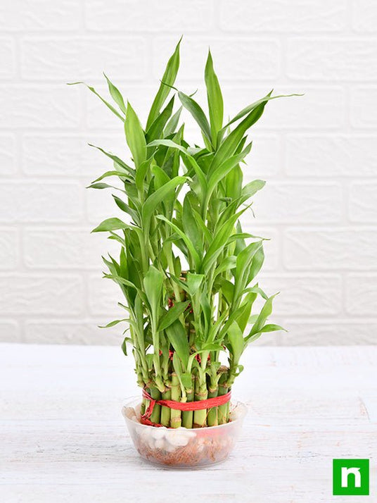 Buy 3 Layer Lucky Bamboo Plant in a Bowl with Pebbles online from ...