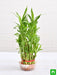 3 layer lucky bamboo plant in a bowl with pebbles - plant