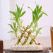 3 layer pyramid lucky bamboo in a tray with pebbles - plant