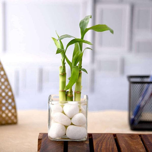 1 Lucky Bamboo Ribbon Plant in Colour Vase-3 Stalks House Office