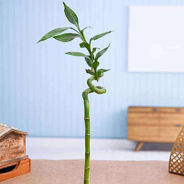 lucky bamboo plant buy online Buy 30 cm Spiral Stick Lucky Bamboo Plant online from Nurserylive at lowest price