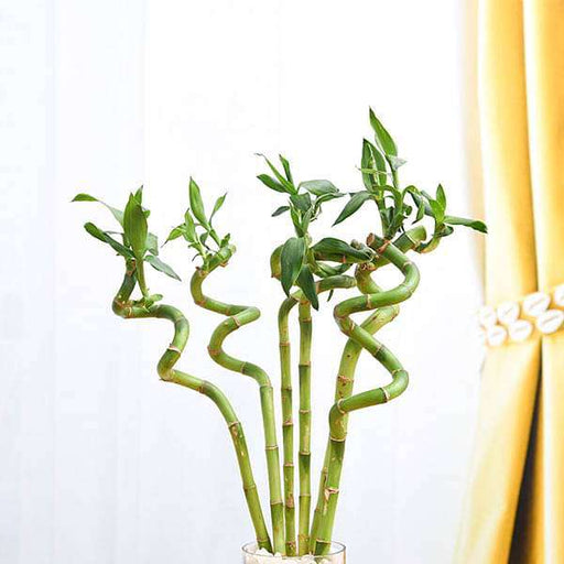 30 cm spiral stick lucky bamboo plant - plant