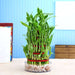 4 layer lucky bamboo plant in a bowl with pebbles - plant