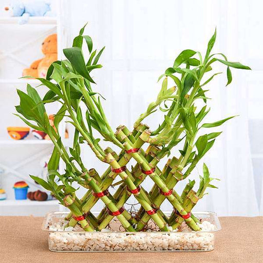 4 layer pyramid lucky bamboo in a tray with pebbles - plant