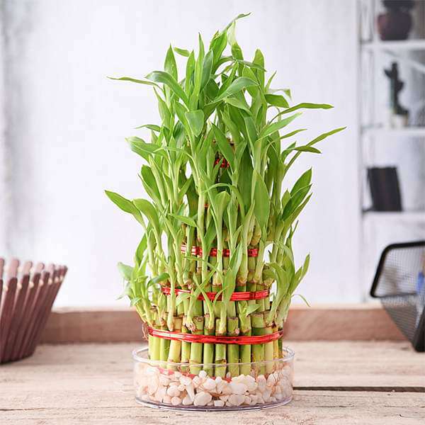 Buy 5 Layer Lucky Bamboo Plant in a Bowl with Pebbles online from ...