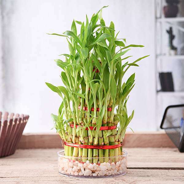 best pebbles for lucky bamboo Buy 5 Layer Lucky Bamboo Plant in a Bowl with Pebbles online from Nurserylive at lowest price