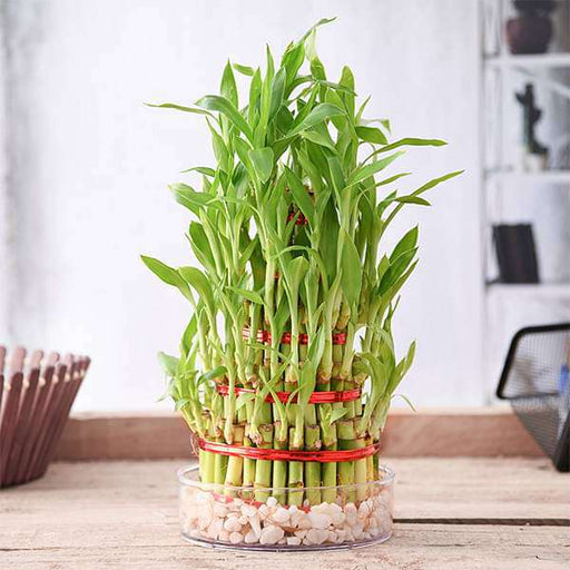 5 layer lucky bamboo plant in a bowl with pebbles - plant