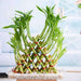 5 layer pyramid lucky bamboo in a tray with pebbles - plant