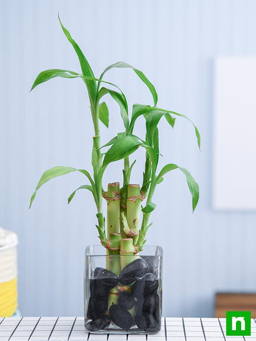 lucky bamboo and money plant Buy 5 Lucky Bamboo Stalks (A Symbol of Positive Energy)