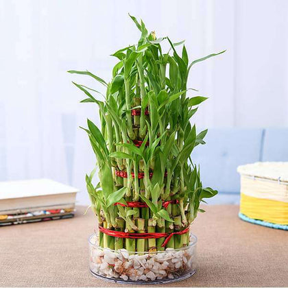 6 lucky bamboo Buy 6 Layer Lucky Bamboo Plant in a Bowl with Pebbles online from Nurserylive at lowest price