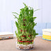 6 layer lucky bamboo plant in a bowl with pebbles - plant