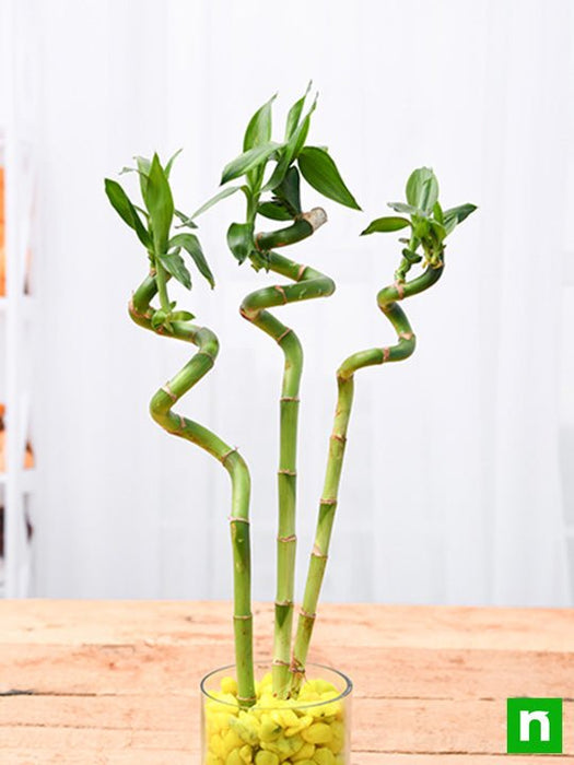 spiral lucky bamboo plant online Buy 60 cm Spiral Stick Lucky Bamboo Plant