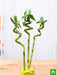 60 cm spiral stick lucky bamboo plant - plant
